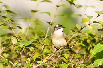 black-collared Starling bird (Sturnus nigricollis) standing on the branch 
