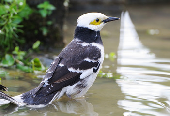 black-collared Starling bird (Sturnus nigricollis) standing in the water 
