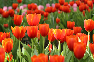 Obraz premium Red/yellow tulips