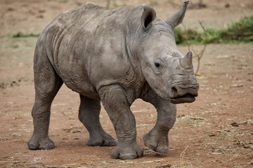 baby rhino at kruger