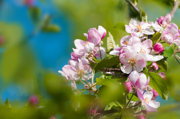 Endlich Frühling! Obstbaumblüte an sonnigem Apriltag, Frühlingsgrüße, Sonnentag im April