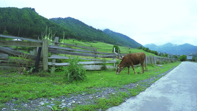 Cow on city street