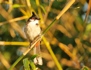 A Red-whiskered Bulbul perched on a tree branch with green leaves
