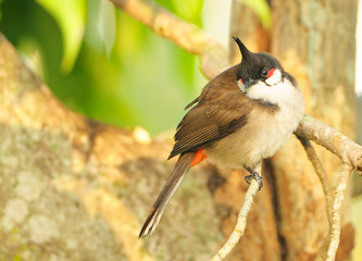 A Red-whiskered Bulbul perched on a tree branch with green leaves
