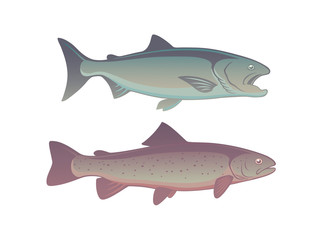 Fototapeta premium fish salmon