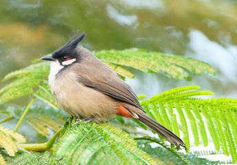 A Red-whiskered Bulbul perched on a tree branch with green leaves
