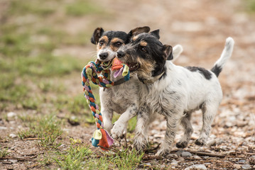 Spielende Hunde auf der Wiese im Gras