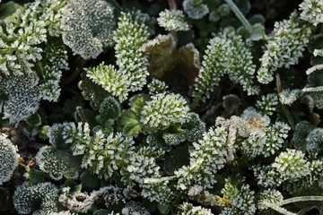 Wiesenkräuter im Winter mit Raureif © Schmutzler-Schaub