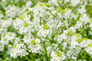 Small white flowers of horseradish, close-up