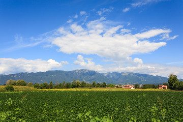 Agriculture, field of soybean