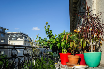 Blumen und Kräuter auf einem Balkon in der Stadt