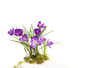 Krokuss in lila violett isoliert auf Hintergrund weiß