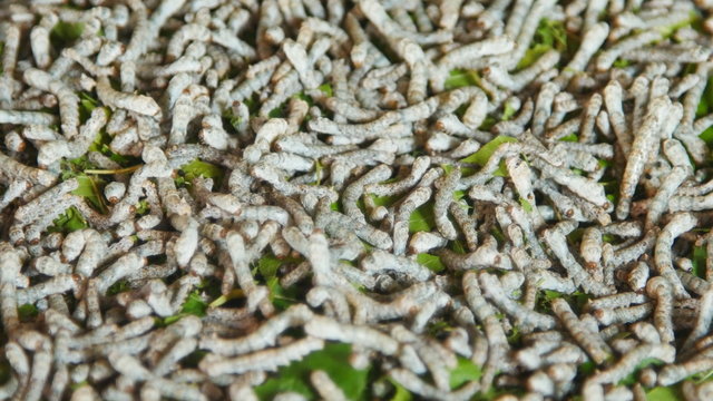 4k silkworms with mulberry leaves on the woven basket