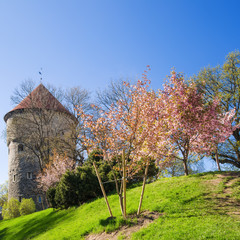 View of the Old Tallinn beautiful spring day
