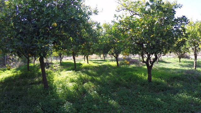 Walking in the orchard among the orange trees, during a sunny day.