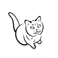 British shorthair cat 