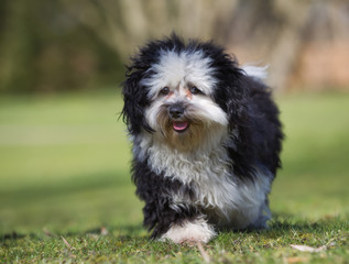 Havanese dog outdoors in nature