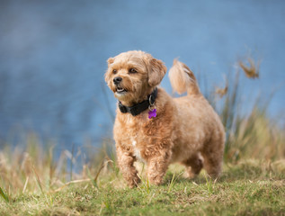 Dog outdoors in nature