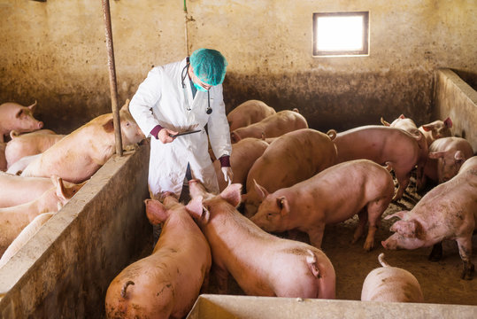Veterinarian checking pigs at pigsty. Modern medicine. Pig Farm. Natural lights.