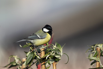 Kohlmeise (Parus major)