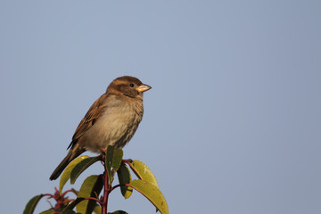 Haussperling (Passer domesticus)