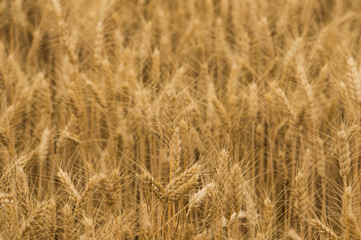 Wheat field ready to harvest