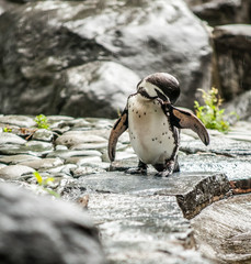 Youth penguin in rain