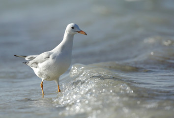 Fototapeta na wymiar Slender-billed Gull and wave of sea