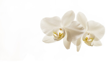 Weiße Phalaenopsis Orchidee isoliert vor weißem Hintergrund - Nahaufnahme
