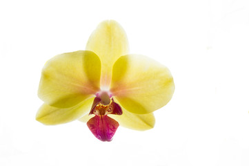 Fototapeta na wymiar Gelbe Phalaenopsis Orchidee isoliert vor weißem Hintergrund