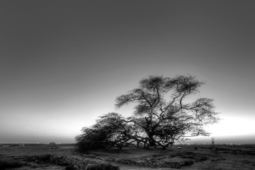 Obraz premium Tree of Life in blue hours, Bahrain, Black and white HDR