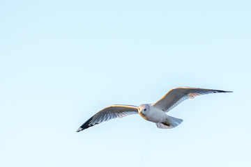 Fliegende Möwe im Himmel