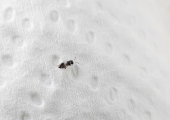 Trauermücke, Küchenpapier (makro)
