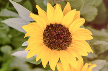 Obraz premium Sonnenblume im Licht