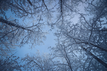 Fototapeta na wymiar Snowy treetops against blue sky