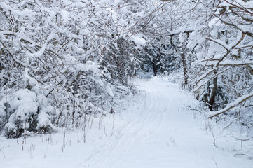 Narrow pathway through winter forest