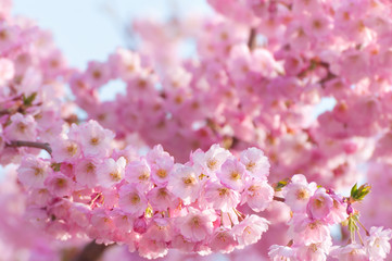 Üppige Blütenpracht im Frühjahr, Blütezeit, Wachstum, sonniger Frühlingstag