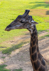 Giraffe