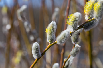 Fluffy soft willow buds
