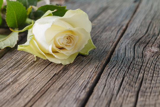 White rose on rustic table