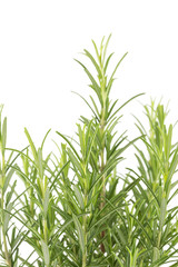 Branches of rosemary on a white background