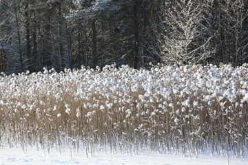 reed on snow background