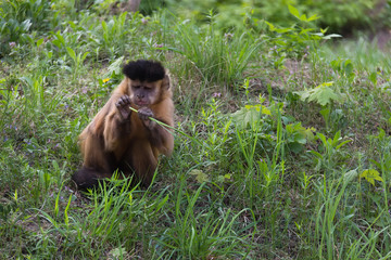 Brown Capuchin Monkey, Cabus apella