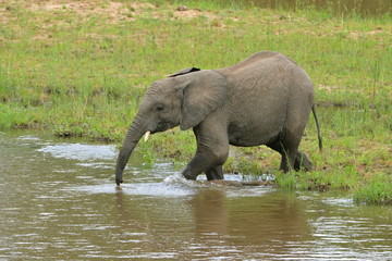 éléphant, bord de la rivière