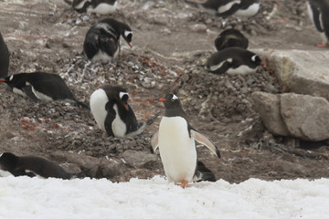 Naklejka premium Gentoo penguin rookery
