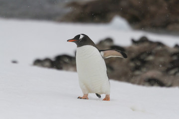 Obraz premium Gentoo penguin walking , Neko Harbor, Antarctica