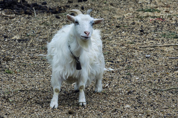 Obraz premium White goat