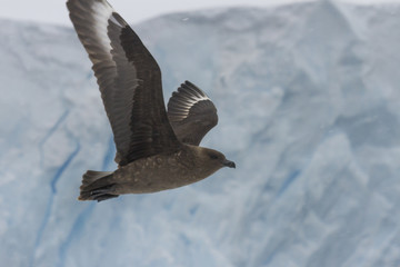 Skua in flight against glacier