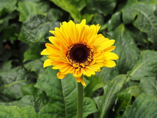 yellow chrysantemum flower