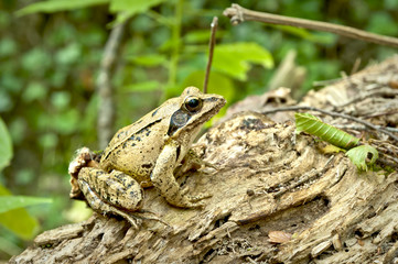 rana dalmatina - 0358